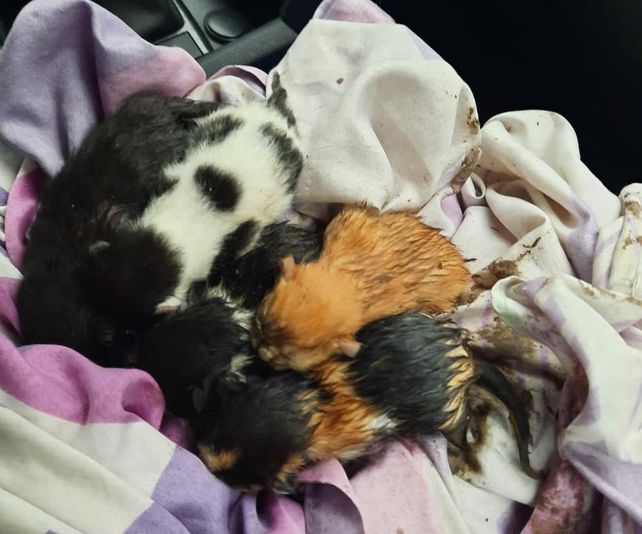 Rescataron a cinco gatitos que habían quedado atrapados en una cuneta en zona sudoeste
