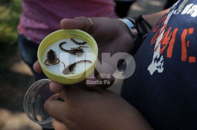 Para reconocerlos. El Tityus trivittatus es la especie que con más frecuencia se encuentra en la región y la más peligrosa.