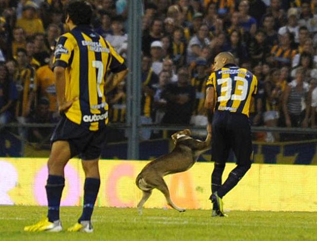 El perro estrella de la cancha de Central es dado en adopción