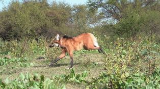 El aguará guazú catalogado a nivel nacional como&nbsp;especie amenazada y está incluido en diferentes programas y políticas de conservación de la fauna silvestre