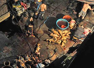 Polémica en China por las comidas con carne de perro