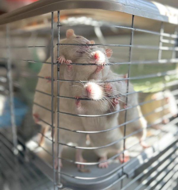 Piden que adopten ratas de laboratorio que iban a la cámara de gas