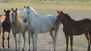 Ante la situación se llevan adelante medidas sanitarias inmediatas de contención ante posibles brotes de encefalomielitis equina