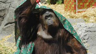 Sandra, la orangutana del zoo porteño, será trasladada a una reserva brasileña
