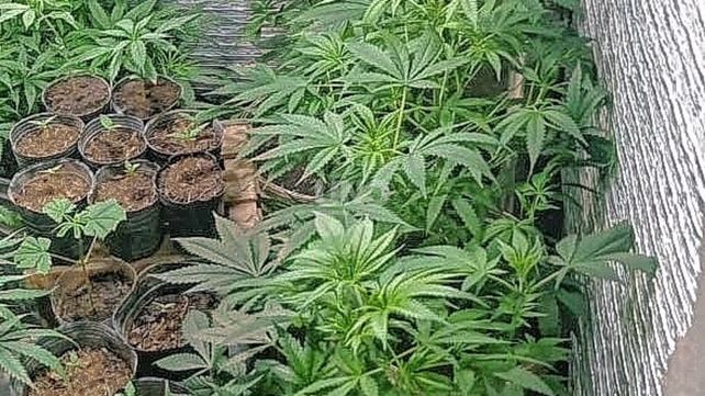 Marihuana medicinal: lanzaron un programa para investigación y desarrollo