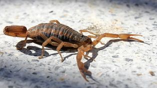 Recomendaciones ante la temporada de alacranes