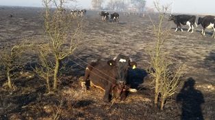 Un incendio arrasó cientos de hectáreas en Bella Italia