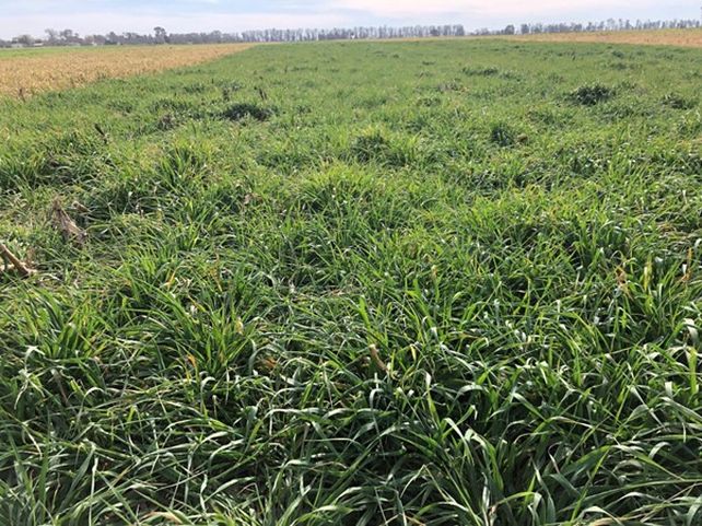 Salud de suelo: ¿hacia la agricultura perenne?