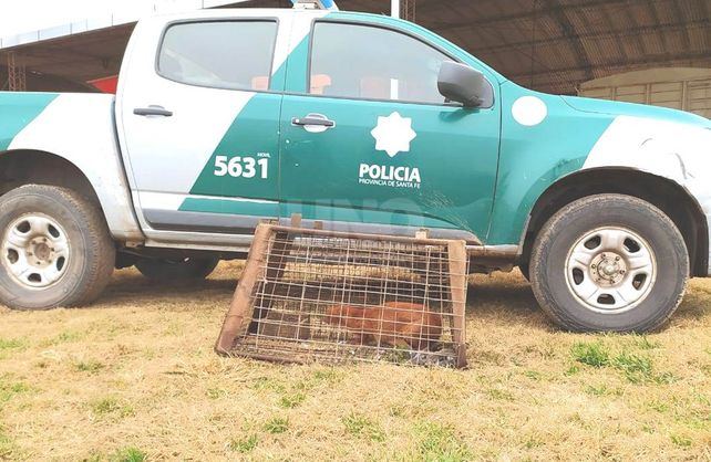 Un gato colorado salvaje Un gato colorado salvaje
