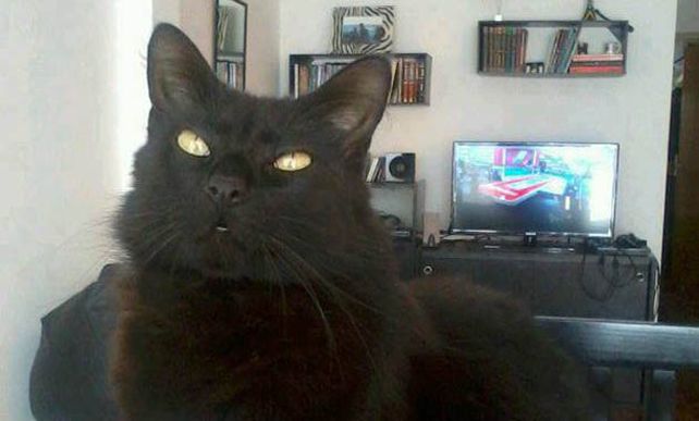 Después de seis días, un joven encontró a su gato escondido en el placard