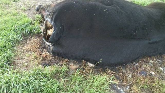 Misterio en Costa Grande: Aparecen vacas mutiladas y se vacían tanques australianos