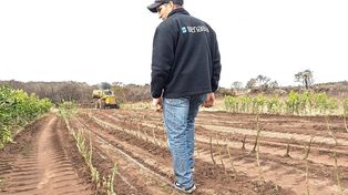 Estas acciones se enmarcan en las normas del Senasa que no permiten la producción de plantas cítricas en viveros que no se hagan bajo cubierta.