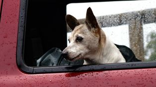 Si se deja un perro dentro del auto solo, hay que dejar las ventanas abiertas y el aire acondicionado prendido
