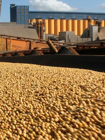 Argentina perdería su liderazgo mundial como exportador de harina de soja por la sequía