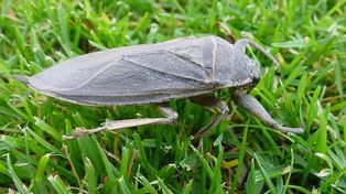 La chinche de agua suele aparecer volando en el ámbito doméstico en busca de insectos para alimentarse.