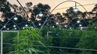 Se construirá un invernadero para cannabis medicinal en la FCA de Esperanza