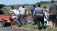 Volcó un camión con cerdos en la ruta 7: los vecinos desataron el caos y se llevaron todos los animales