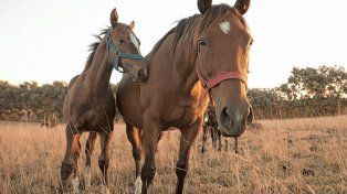 Aprobaron el primer lote de 300.000 dosis de la vacuna contra la encefalomielitis equina.