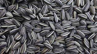 Murió una nena que se ahogó con una semilla de girasol