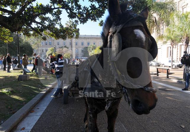 Alertas. La mayoría de los carreros fue a pie a Casa de Gobierno en defensa de la tracción a sangre / Foto: Juan Manuel Baialardo - Uno Santa Fe