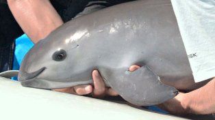 Vaquitas marinas al borde de la extinción: quedan menos de diez ejemplares