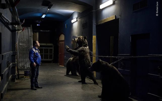Vida silvestre 2020, lo mejor en imágenes