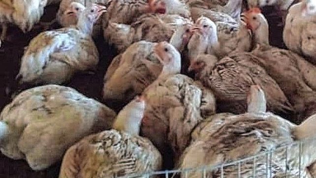 La ola de calor afectó a criadores de pollos.