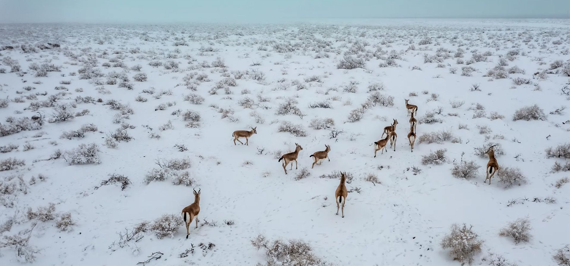Un grupo de gacelas corriendo en el desierto de Gobi, Karamay, China. Fotografía: Costfoto/NurPhoto/Rex/Shutterstock Un grupo de gacelas corriendo en el desierto de Gobi, Karamay, China. Fotografía: Costfoto/NurPhoto/Rex/Shutterstock