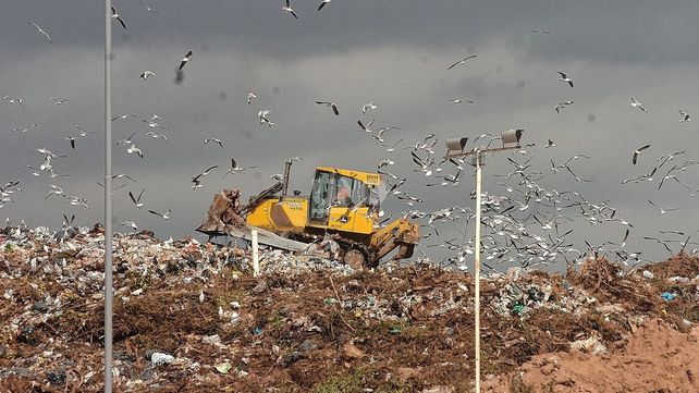 Usan plantas y microorganismos para descontaminar el relleno sanitario: un proyecto santafesino en etapa final