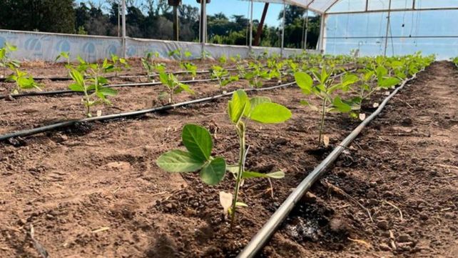Equipo del Conicet desarrolló una línea de soja con potencial para incrementar el rinde del cultivo