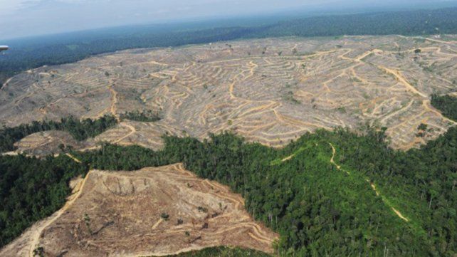 La deforestación en la Amazonia brasileña batió un nuevo récord. Un monitoreo satelital detectó 209 kilómetros cuadrados de bosques destruidos en Brasil