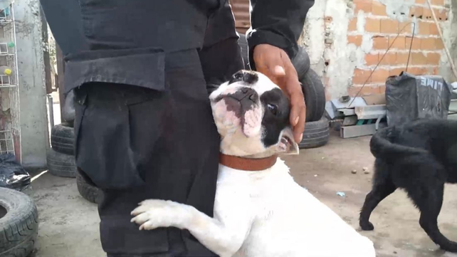 Uno de los bulldog francés que encontraron en el criadero de zona oeste.