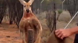 Roger, el primer canguro físicoculturista del mundo, causa furor en las redes