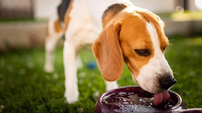 Para cuidar a las mascotas se deben seguir los consejos de los especialistas y brindarles una mayor atención.