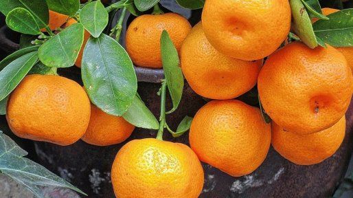 Invierno amargo para el sector del citrus: precios bajos y pocas ventas