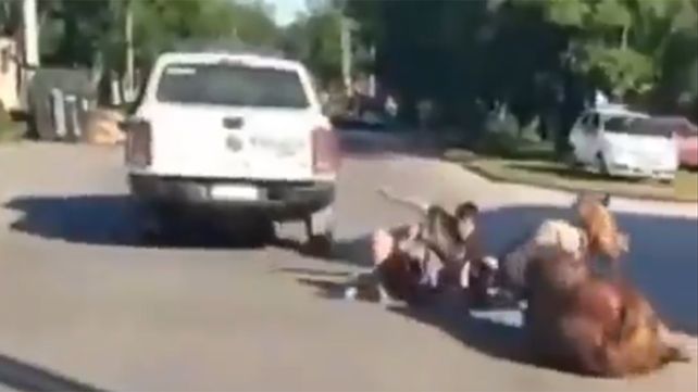 Los sospechosos en Quilmes son menores de edad y el animal era robado