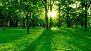 Por la regulación de los bosques
