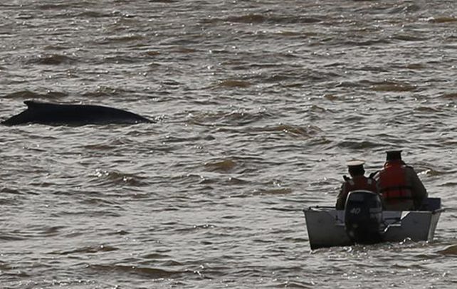 Desorientada. La ballena debe salir rápido del río de la Plata para que no peligre su salud