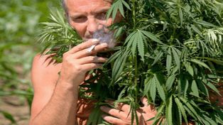 Canadá busca catadores de marihuana para la legalización