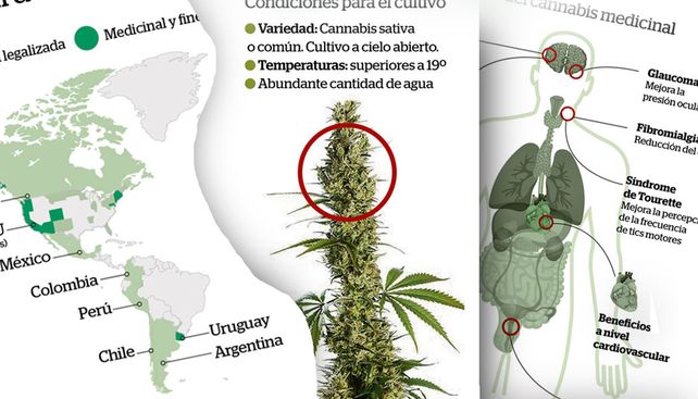 La legalización del cultivo de cannabis y los beneficios de su uso medicinal