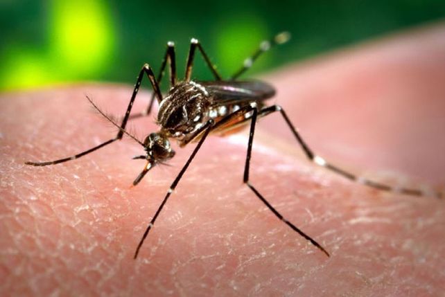 Confirman un caso positivo de dengue en la ciudad de Santa Fe y tres en análisis