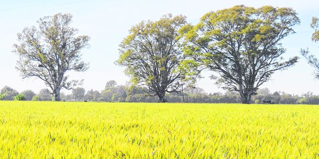 Trigo cultivado en las parcelas agroecológicas de Inta Oliveros