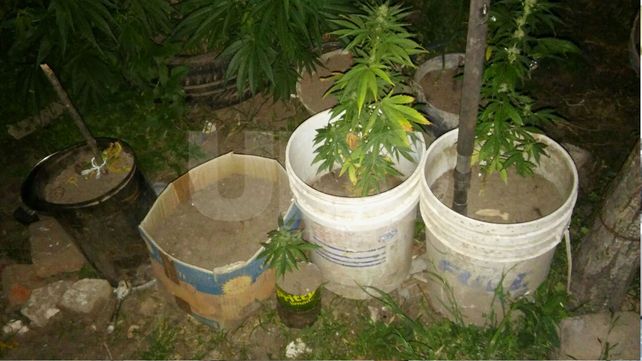 Secuestraron una decena de plantas de marihuana en Ángel Gallardo