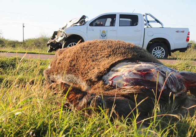 Problemática. No solo víctimas humanas dejan los siniestros en rutas.