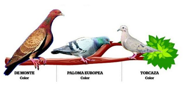 Rosario tiene cada vez más palomas y un especialista propone cazarlas