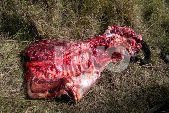 Detuvieron a tres personas por abigeato, abuso de armas y resistencia a la autoridad