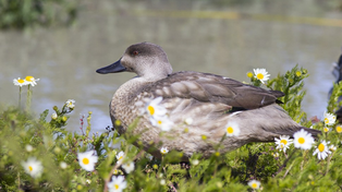 El pato crestón, una de las especies de patos permitidas para la caza deportiva en Santa Fe este año.