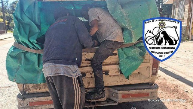 Terneros hallados en la parte trasera de un vehículo.