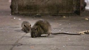 Leptospirosis: la Provincia refuerza medidas de prevención tras un caso fatal en el norte santafesino