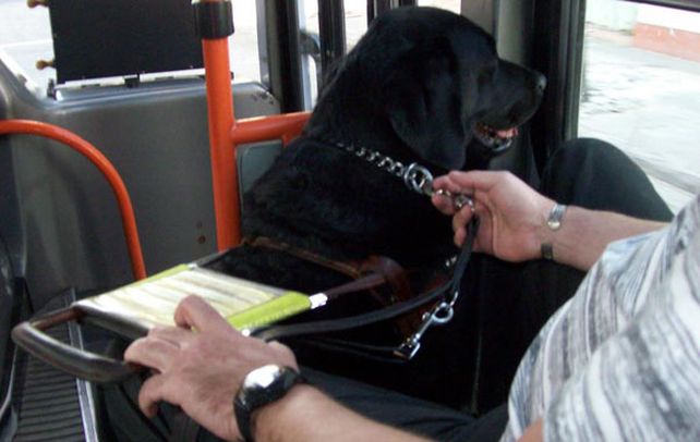 Sólo lazarillos. Son los únicos animales habilitados para subir al transporte público de pasajeros.
